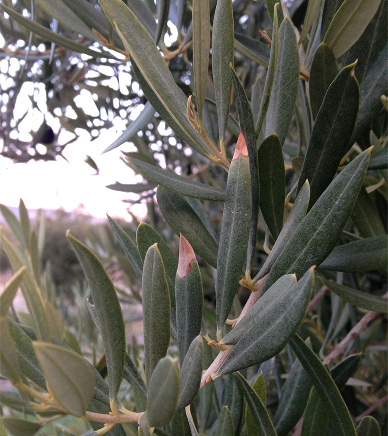 Diseño de tratamiento corrector de carencias